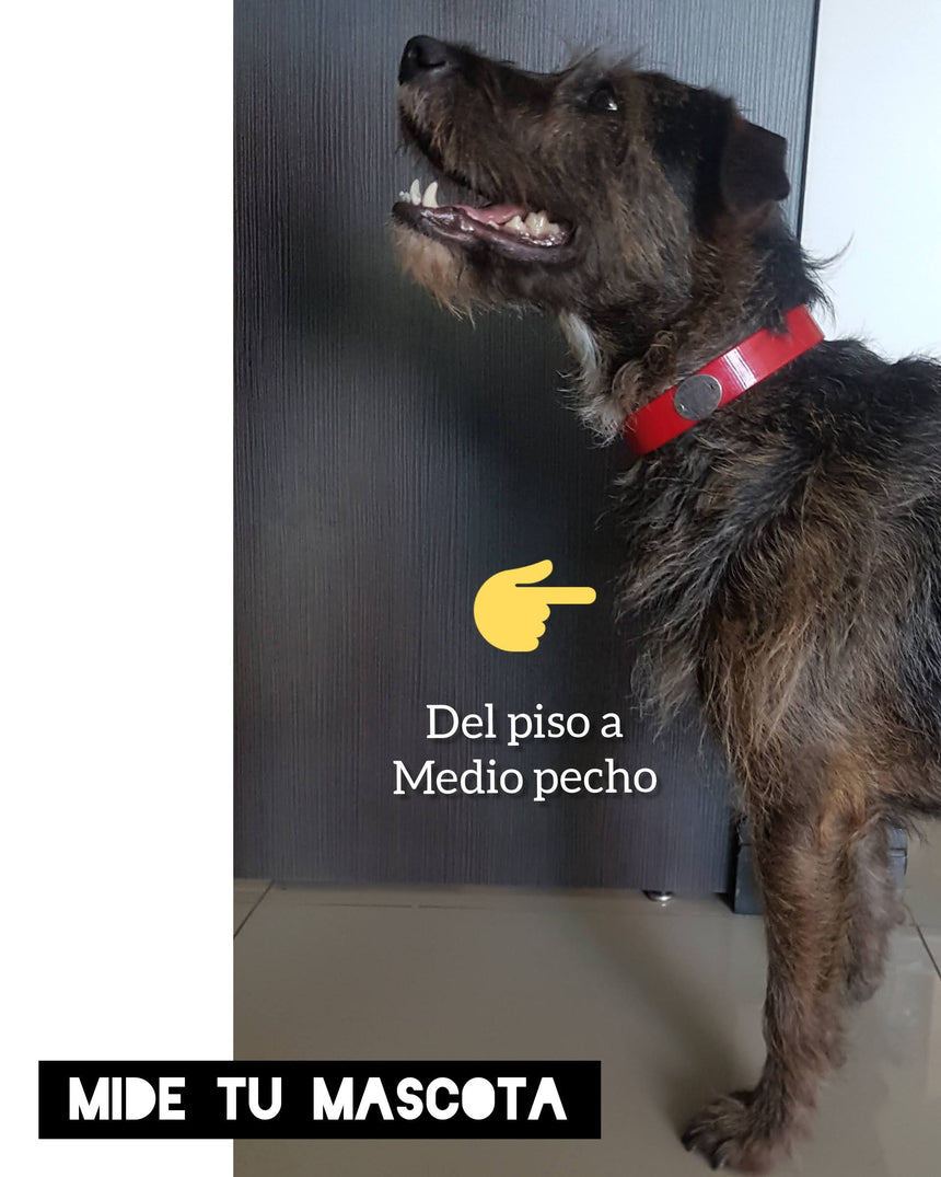 Comedero Box - toy a mediano